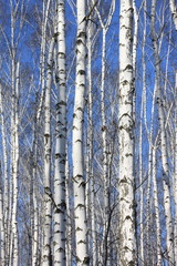 Obraz premium Trunks of birch trees against blue sky, birch forest in sunlight in spring, birch trees in bright sunshine