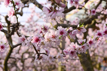 The peach blossom