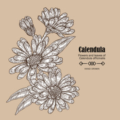 Hand drawn calendula flower. Medicinal herbs in sketch style. Vector illustration vintage