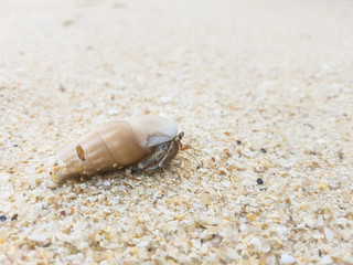 The journey of Hermit Crab on the beach.