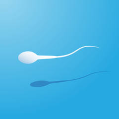 Human sperm cell and male fertility