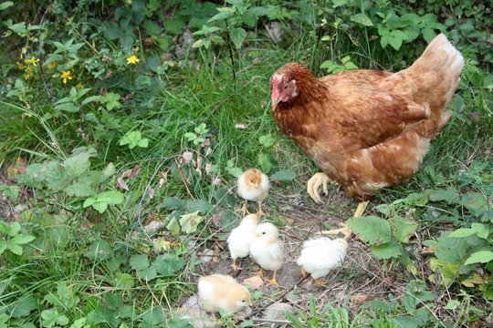 A hen with little yellow chickens, poultry family, natural unprofessional idyllic image from free range organic farm.