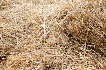 dry yellow natural hay background