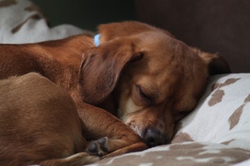 Sweet Puggle puppy sleeping on large dog bed