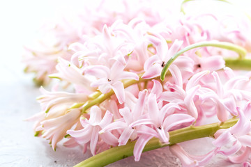 Spring Easter background Close up pink Hyacinths