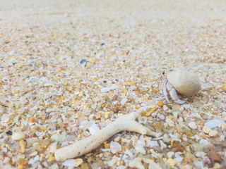The journey of Hermit Crab on the beach.