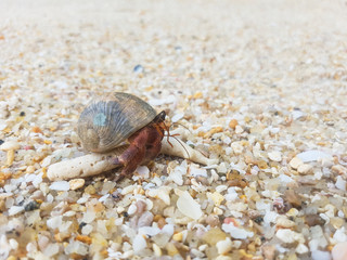 The journey of Hermit Crab on the beach.