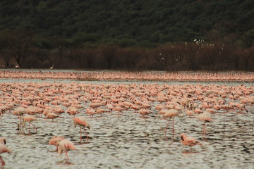 Fototapeta premium Herd of flamingos in lake Bogoria, Kenya 