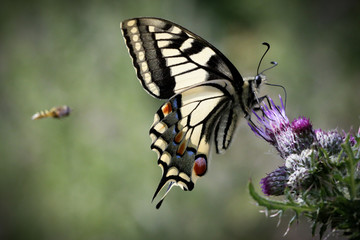 Swallowtail Butterfly and Friends