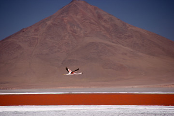 Flamingos at the colourful Laguna Colorada on the Altiplano high plateau, Bolivia