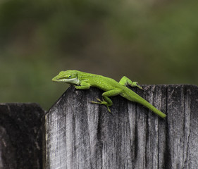 Bright green anole with part of tail missing on wood fence against green and brown blurred background.