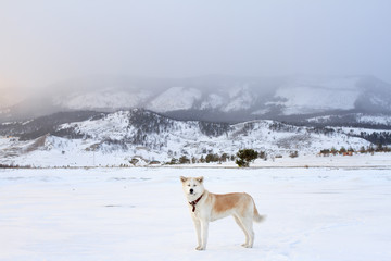 Beautiful Japanese Akita Inu dog in the mountains in winter on Lake Baikal during a fabulous sunset.