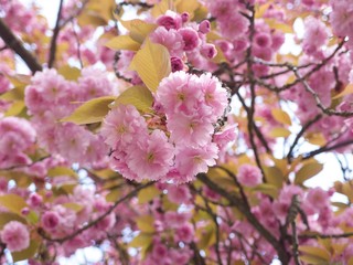 Tree blossom