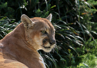 Fototapeta na wymiar Cougar