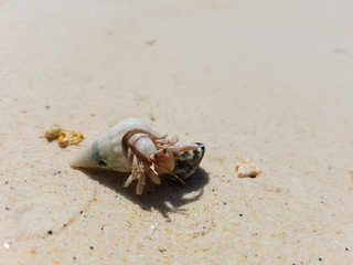 The journey of Hermit Crab.
