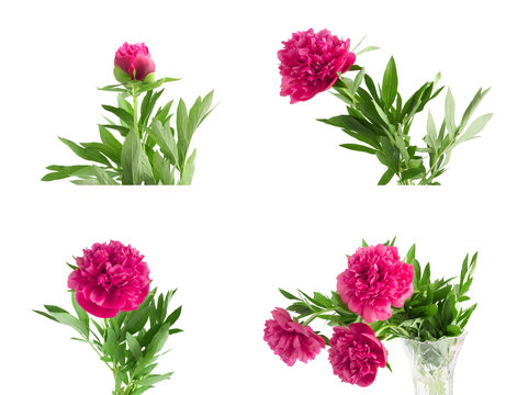 Set the beautiful bouquet of pink peonies on  white background