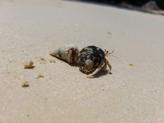 The journey of Hermit Crab.