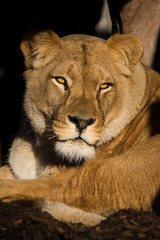 Lioness