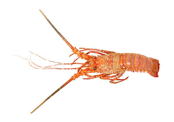 Spiny lobster isolated on white backgroun.