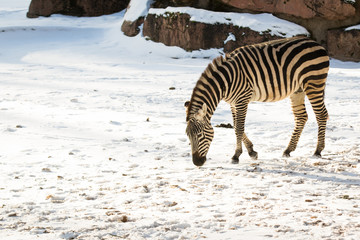 Fototapeta premium Zebra