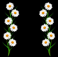 daisies summer flower isolated on black background.
