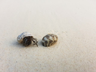 The journey of Hermit Crab.
