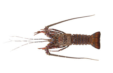 Fresh spiny lobster isolated on white background 