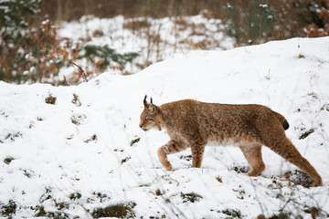 Lynx