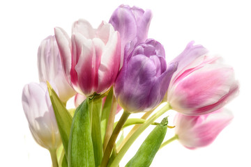 tulips flowers bouquet white background