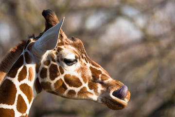 Reticulated giraffe