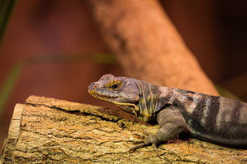 Baja blue rock lizard