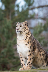 Snow leopard