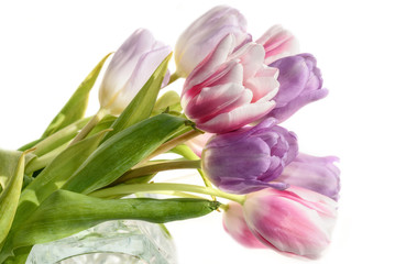 tulips flowers bouquet white background