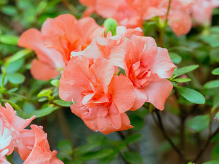 A branch with a tender fragrant red flowers Azalea. Red rhododendron