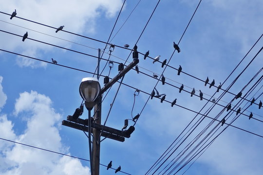 Electric pole connect to the high voltage electric wires and birds on the blue sky,  white cloud  background. - Powered by Adobe