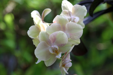 Fototapeta na wymiar Orchideengewächse