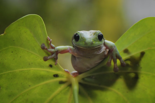 Leaf Frog