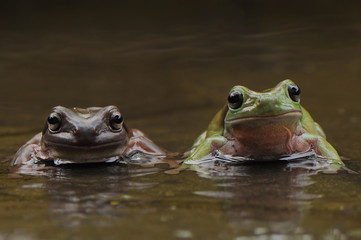 Two  Frogs