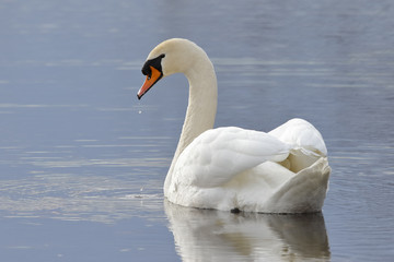 Mute Swan swimming on a lake