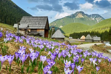 Küchenrückwand glas motiv Tatra Tatra-Gebirge, Krokusse im Chocholowska-Tal, Kalatowki-Tal