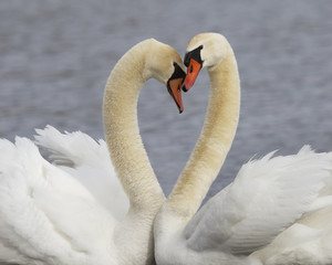 Pair of Mute Swans in Courtship Display - Michigan