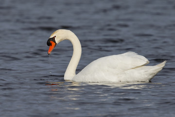 Mute Swan swimming on a lake