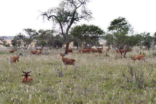 Fototapeta Flock of hirolas grazing in the savanna