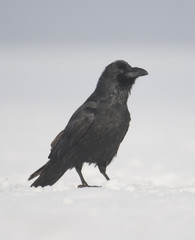 Common Raven (Corvus corax)