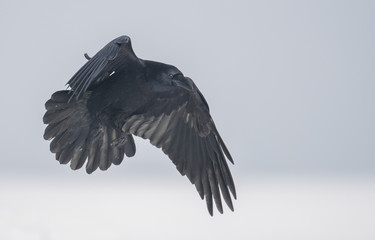Common Raven (Corvus corax)