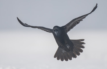 Common Raven (Corvus corax)