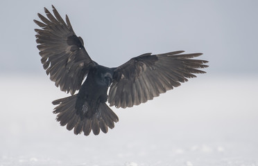 Common Raven (Corvus corax)