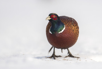 Ringneck Pheasant (Phasianus colchicus)