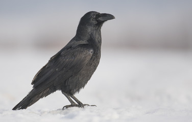 Common Raven (Corvus corax)