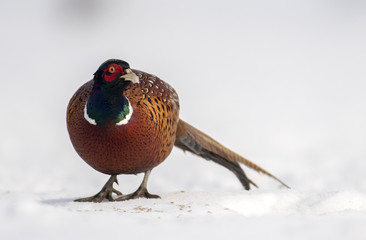 Ringneck Pheasant (Phasianus colchicus)